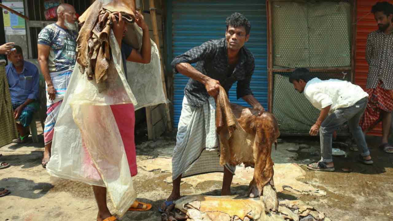 সরকারি দর থাকলেও কাঁচা চামড়ার বাজারে মিলছে না ন্যায্য মূল্য
