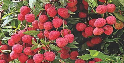রাজশাহীতে লিচুর বাম্পার ফলন, ৫৬ কোটি টাকার বাণিজ্যের আশা