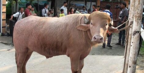 নারায়ণগঞ্জে কৌতূহলের কেন্দ্র ‘ডোনাল্ড ট্রাম্প’
