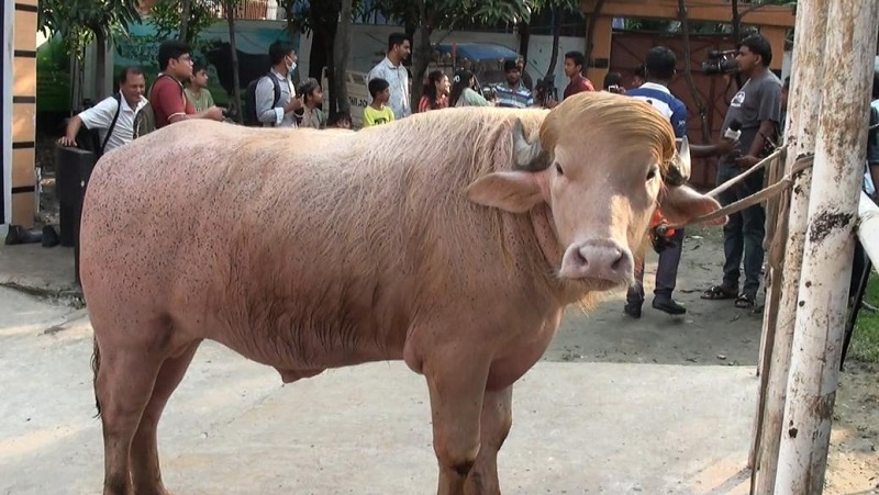 নারায়ণগঞ্জে কৌতূহলের কেন্দ্র ‘ডোনাল্ড ট্রাম্প’
