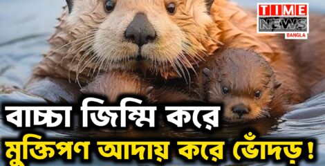 ভোদঁড়ের অদ্ভুত কাণ্ড খাবারের জন্য করে অপহরণ