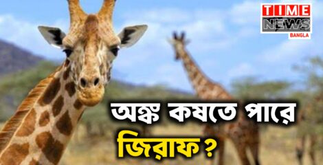 গাণিতিক হিসাব করতে পারে জিরাফ!