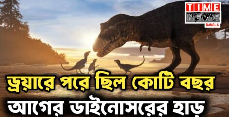 ড্রয়ারে পড়ে ছিল ডাইনোসরের জীবাশ্ম