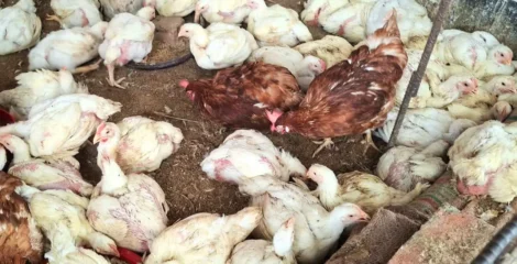 সপ্তাহের ব্যবধানে ব্রয়লার মুরগির দাম কেজিতে বেড়েছে ৩০ টাকা