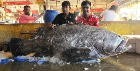 চট্টগ্রামের বাজারে ১৫৫ কেজির বিশাল কোরাল, দেখতে ভিড়