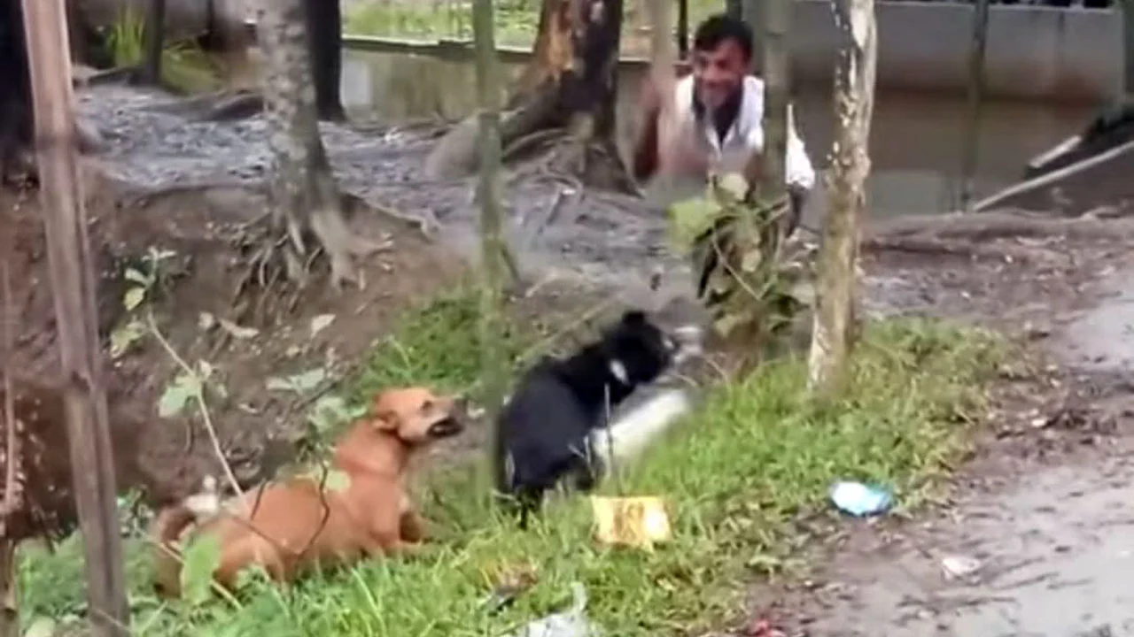 হাঁস খাওয়ার অভিযোগে দুই কুকুরকে পিটিয়ে হত্যার অভিযোগ