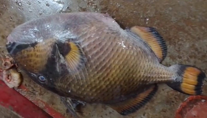 কুয়াকাটার সাগরে জেলের জালে বিরল চামড়া মাছ