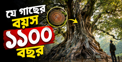 জার্মানিতে ১১শ বছরের পুরোনো গাছ