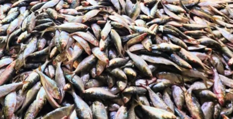 সাগরে ইলিশের জোয়ার, এক ট্রলারেই ধরা পড়ল ৮০ মণ