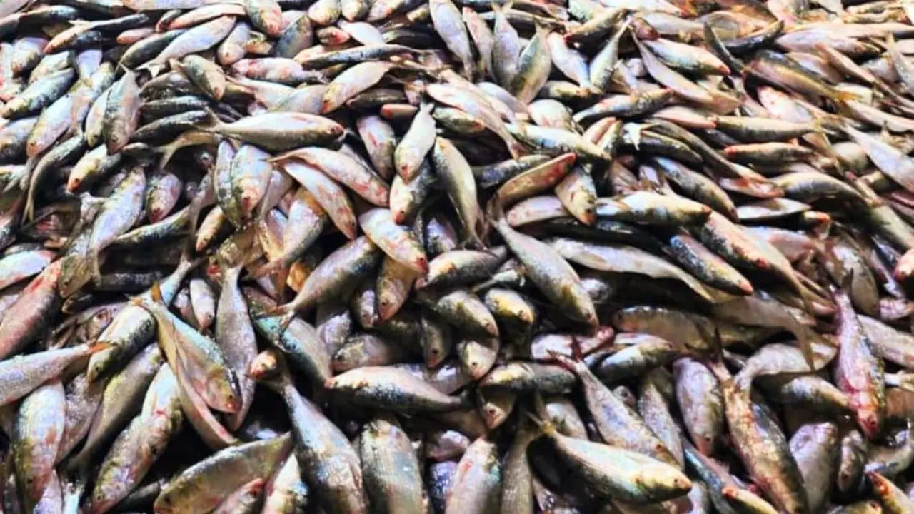 সাগরে ইলিশের জোয়ার, এক ট্রলারেই ধরা পড়ল ৮০ মণ