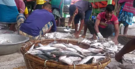 একসঙ্গে ধরা পড়ল ৪৬ মণ ইলিশ, বিক্রি ৪৮ লাখ ৫০ হাজার টাকায়