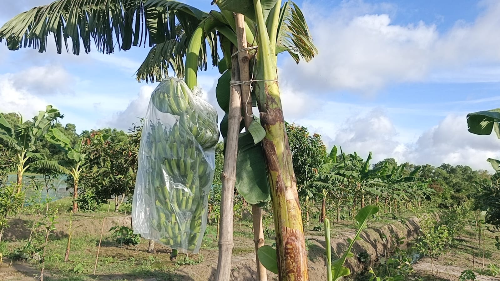 পটুয়াখালীতে জি-৯ কলা চাষে নতুন সম্ভাবনা