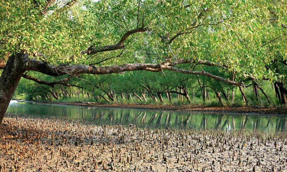 সুন্দরবনের দুয়ার খুলতেই জেলে-বাওয়ালি ও পর্যটকদের উচ্ছ্বাস