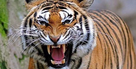 যুক্তরাজ্যে বাঘের আক্রমণে প্রাণ গেল এক ব্যক্তির, বন্ধ ওয়াইল্ডলাইফ পার্ক