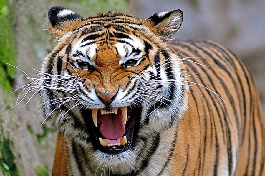যুক্তরাজ্যে বাঘের আক্রমণে প্রাণ গেল এক ব্যক্তির, বন্ধ ওয়াইল্ডলাইফ পার্ক