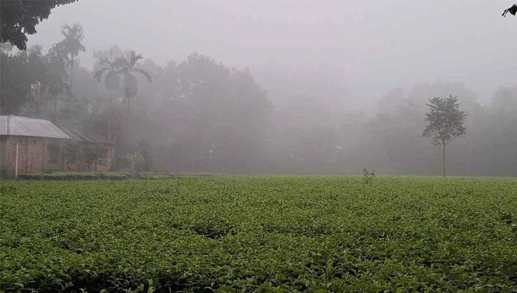 পঞ্চগড়ে শীতের আগমনী বার্তা, তেঁতুলিয়ায় তাপমাত্রা নামল ১৬.১ ডিগ্রিতে