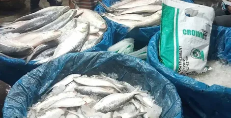 নিষেধাজ্ঞার আগে চাঁদপুরে ইলিশের দাম চড়া, খালি হাতে ফিরছেন ক্রেতারা