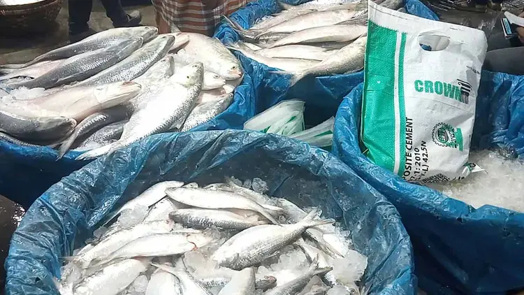 নিষেধাজ্ঞার আগে চাঁদপুরে ইলিশের দাম চড়া, খালি হাতে ফিরছেন ক্রেতারা